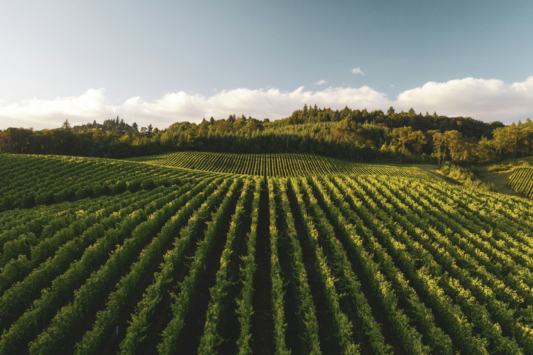 Vineyard rows at sunset